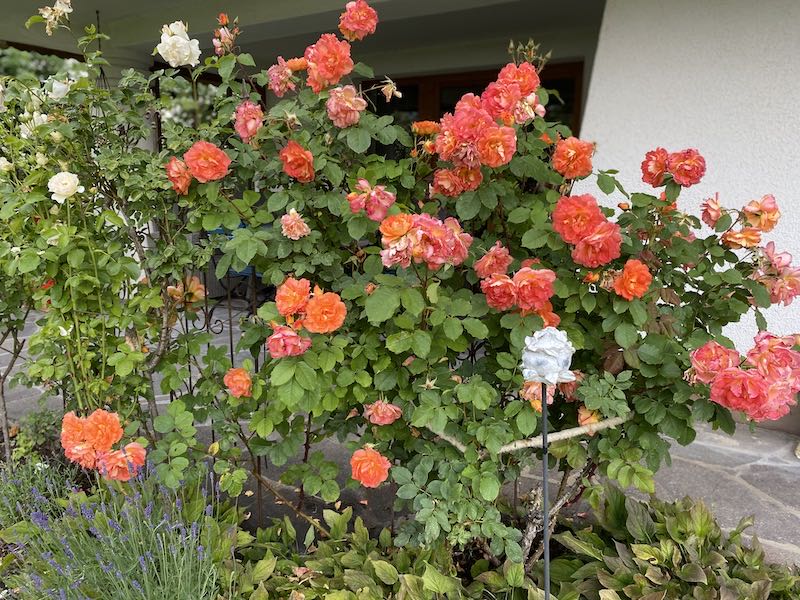 Blühende Rosen an der Terrasse – Terrasse