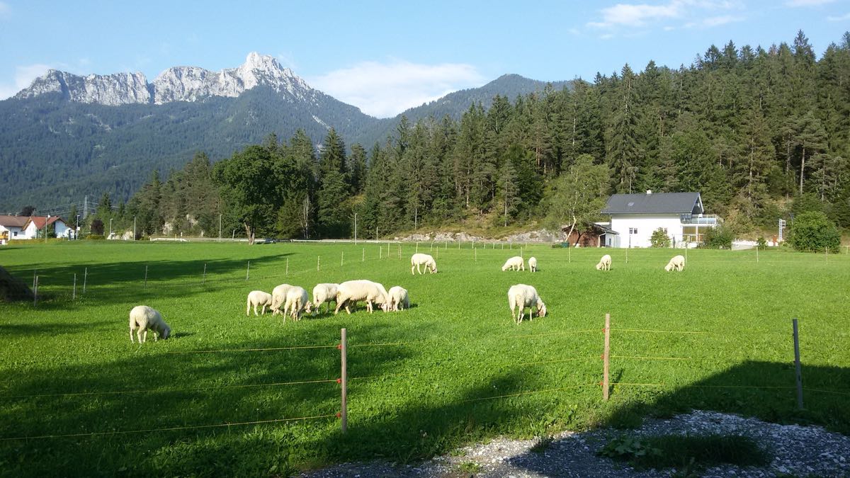 Schafe auf der Weide – Ferienwohnung AlMa