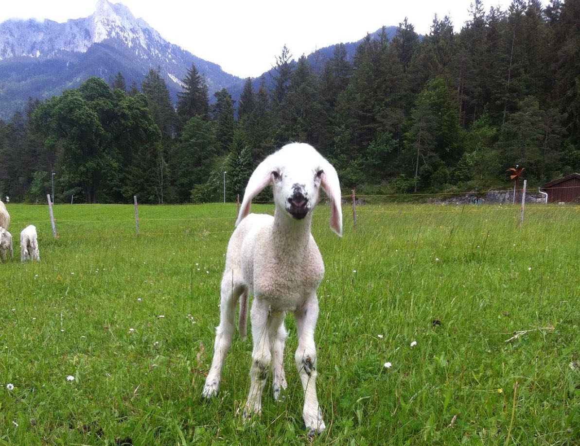 Neugieriges Lamm – Ferienwohnung AlMa