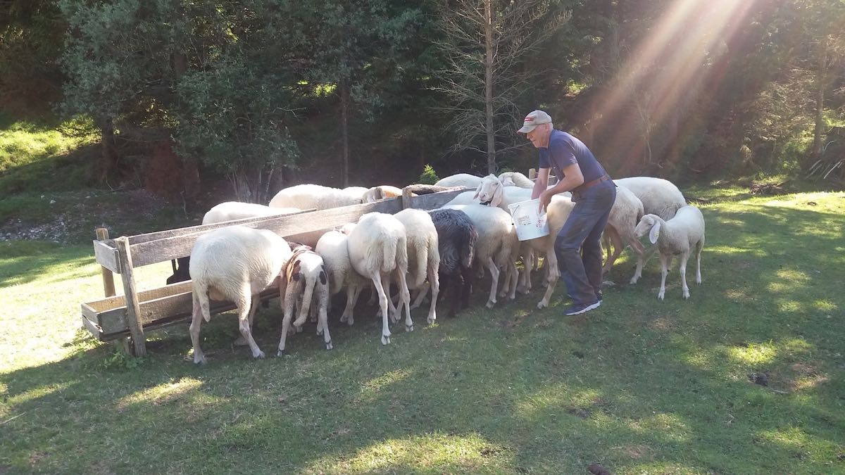 Die Herde beim Weidewechsel – Unsere Schafe auf der Weide