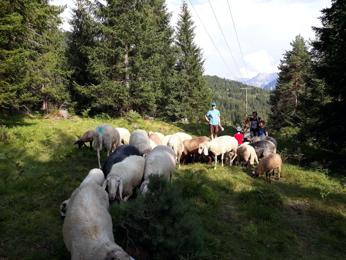 Schafe am Waldrand – Unsere Schafe auf der Weide