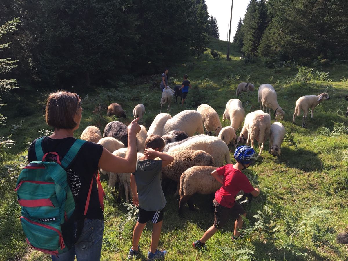 Besuch bei den Schafen – Unsere Schafe auf der Weide