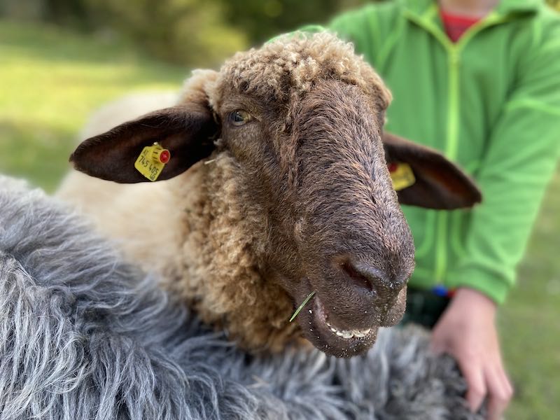 Ein Schaf sagt Hallo – Unsere Schafe auf der Weide