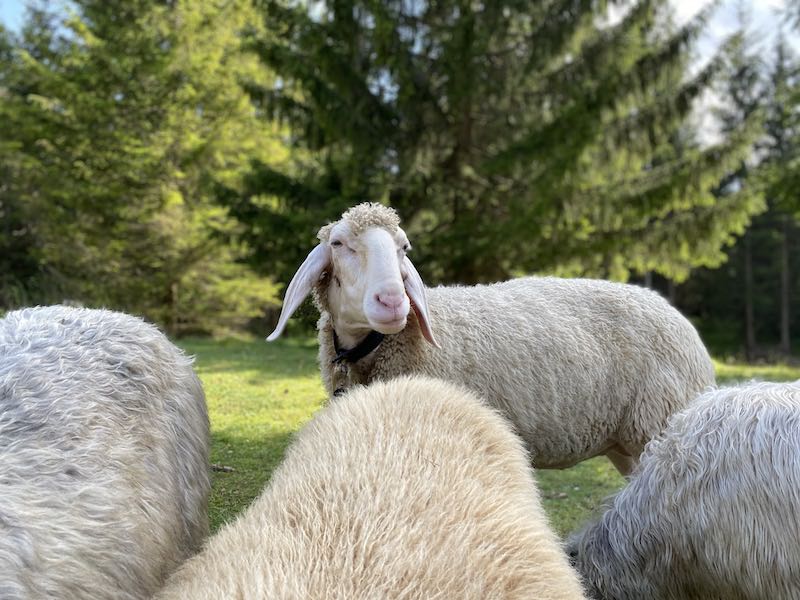 Grasende Schafe – Unsere Schafe auf der Weide
