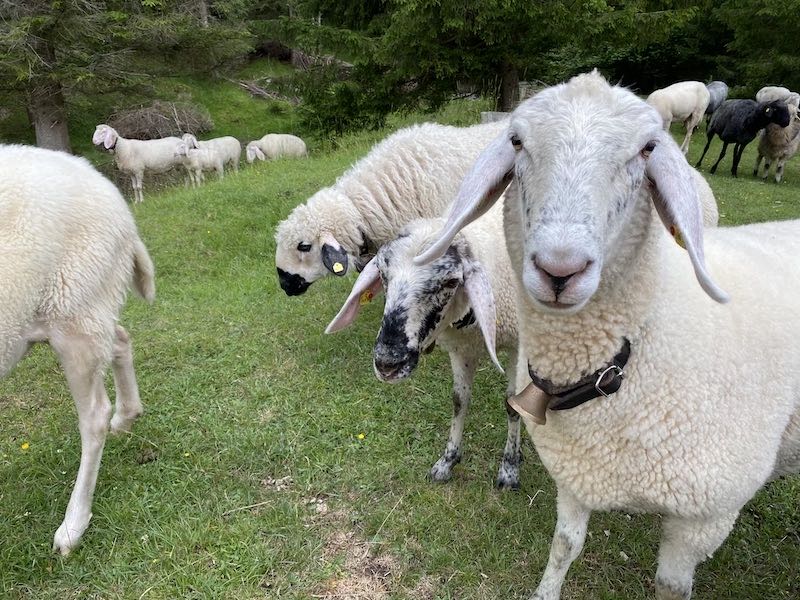 Schafe mit Glocke – Unsere Schafe auf der Weide