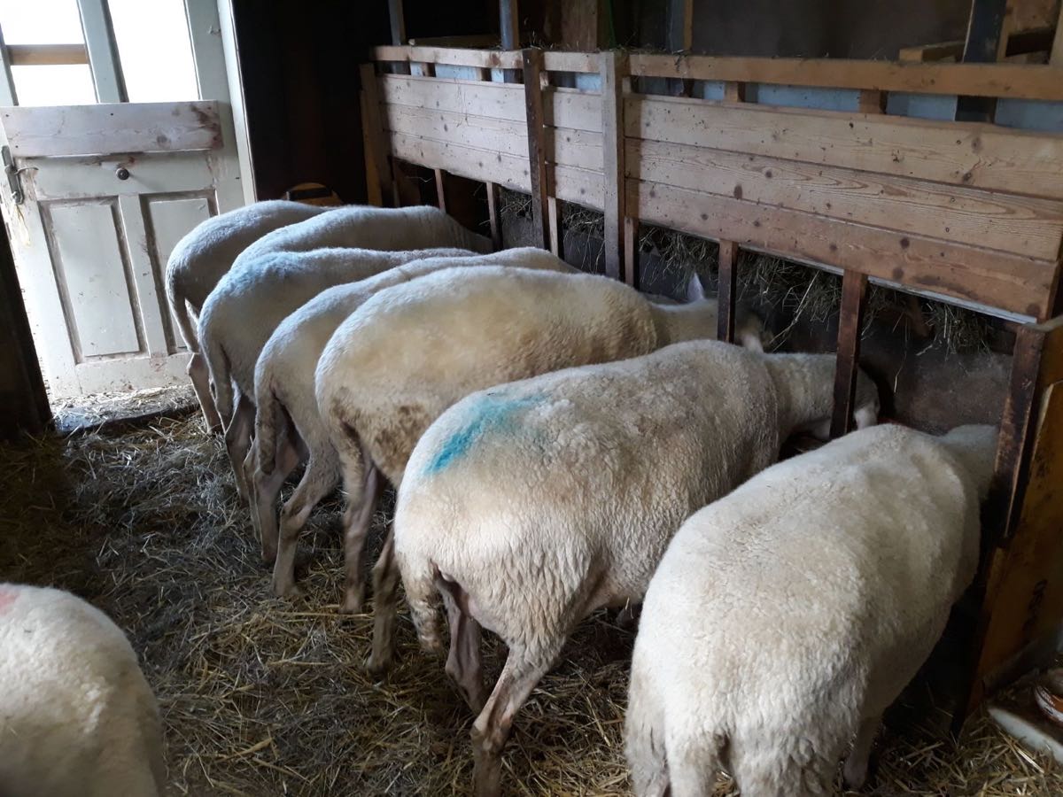 Fütterung im Stall – Unsere Schafe im Stall