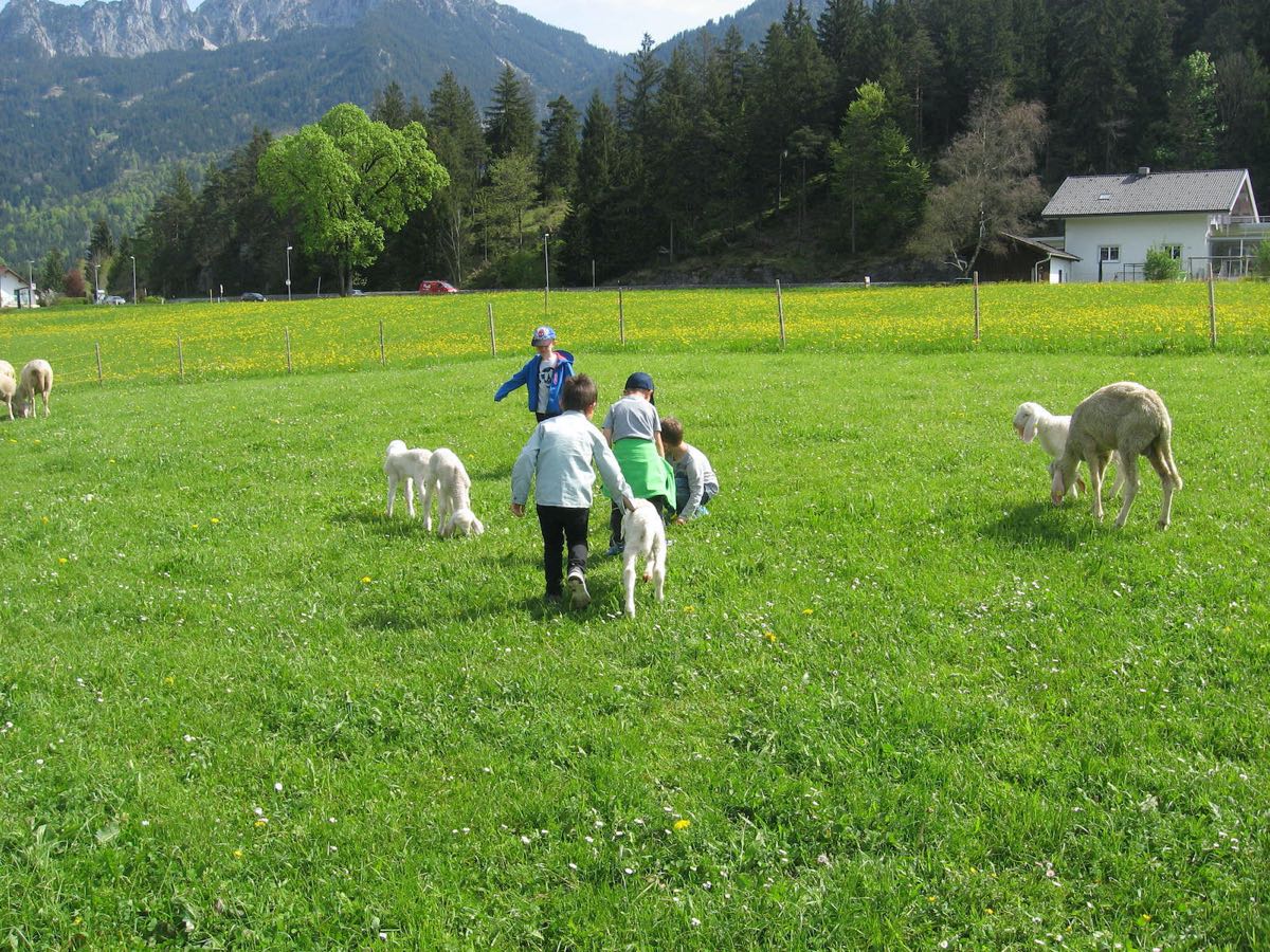 Kinder bei den Schafen – Unsere Schafe im Stall